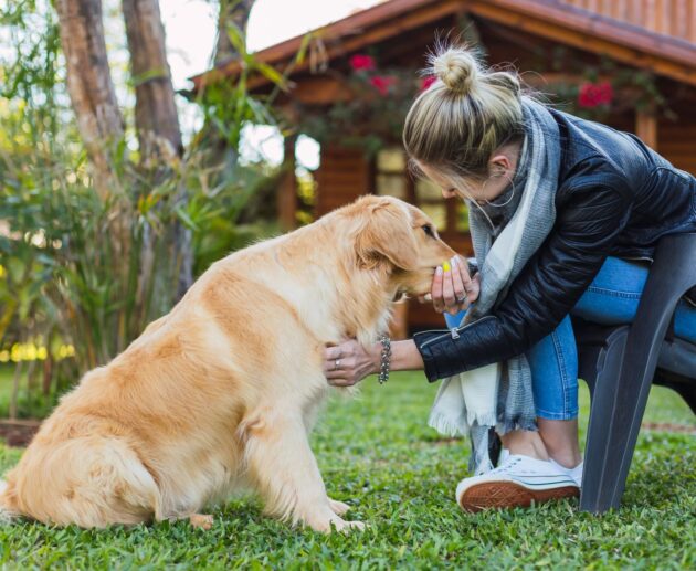 How To Take Care Of A Dog For Beginners