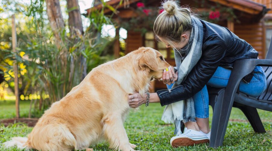 How To Take Care Of A Dog For Beginners