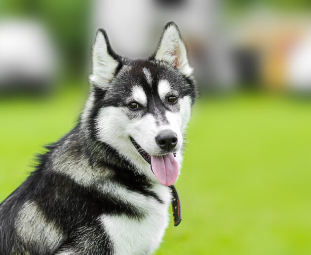 What Dog Breed Is Best for Me