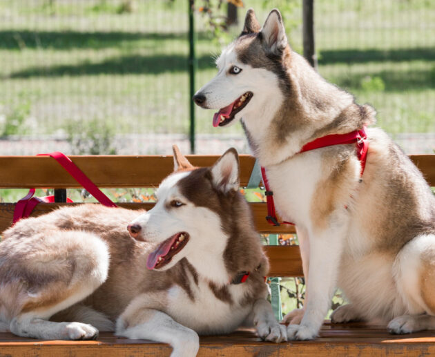 What Dog Breed Is Best