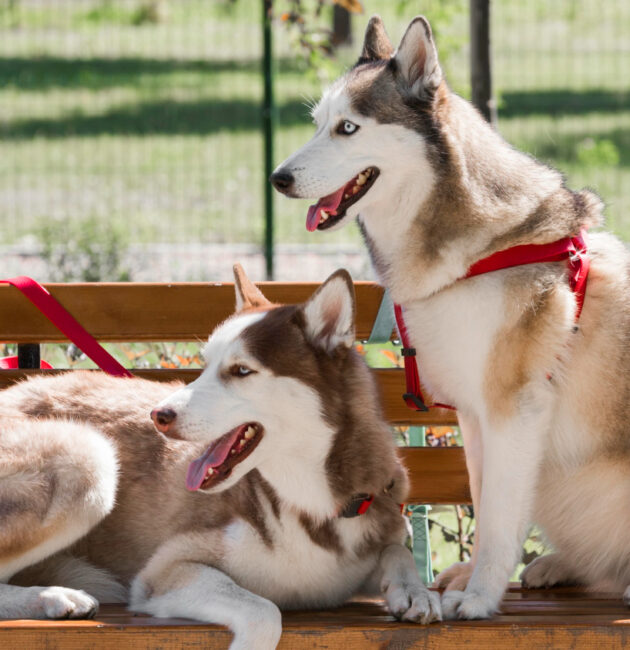 What Dog Breed Is Best