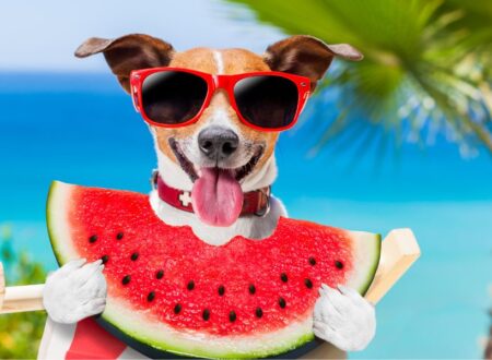 10 Surprising Pet Care Hacks Every Owner Needs to Know