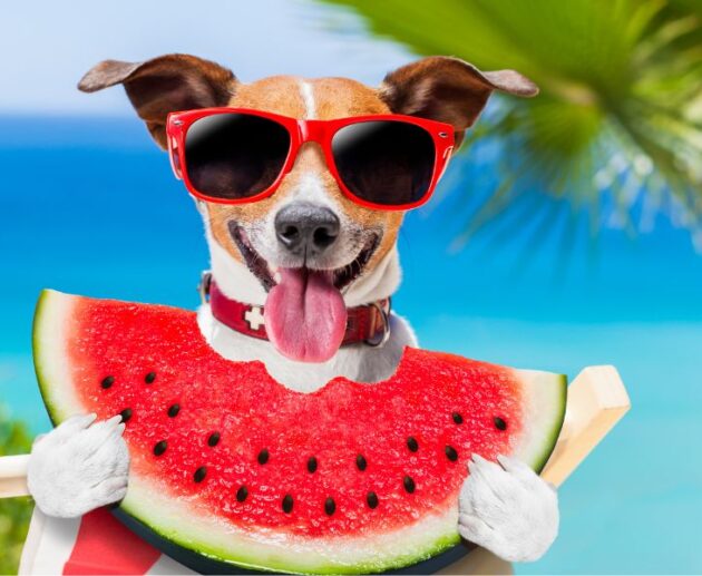 10 Surprising Pet Care Hacks Every Owner Needs to Know