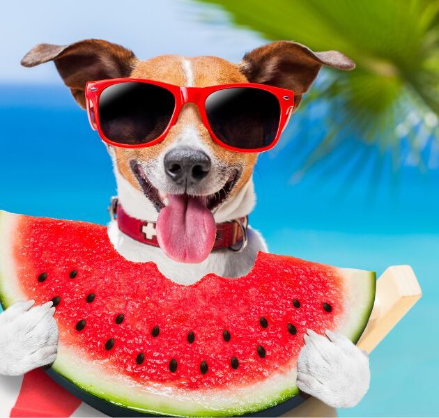 10 Surprising Pet Care Hacks Every Owner Needs to Know