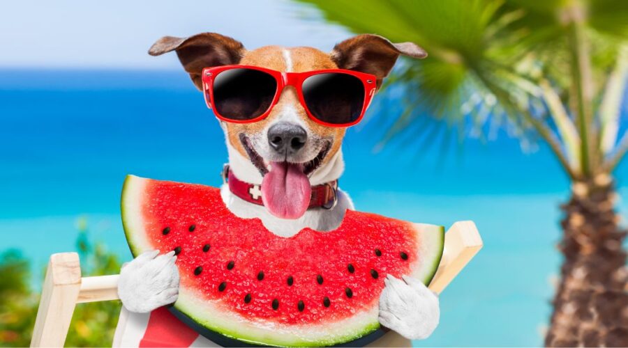 10 Surprising Pet Care Hacks Every Owner Needs to Know